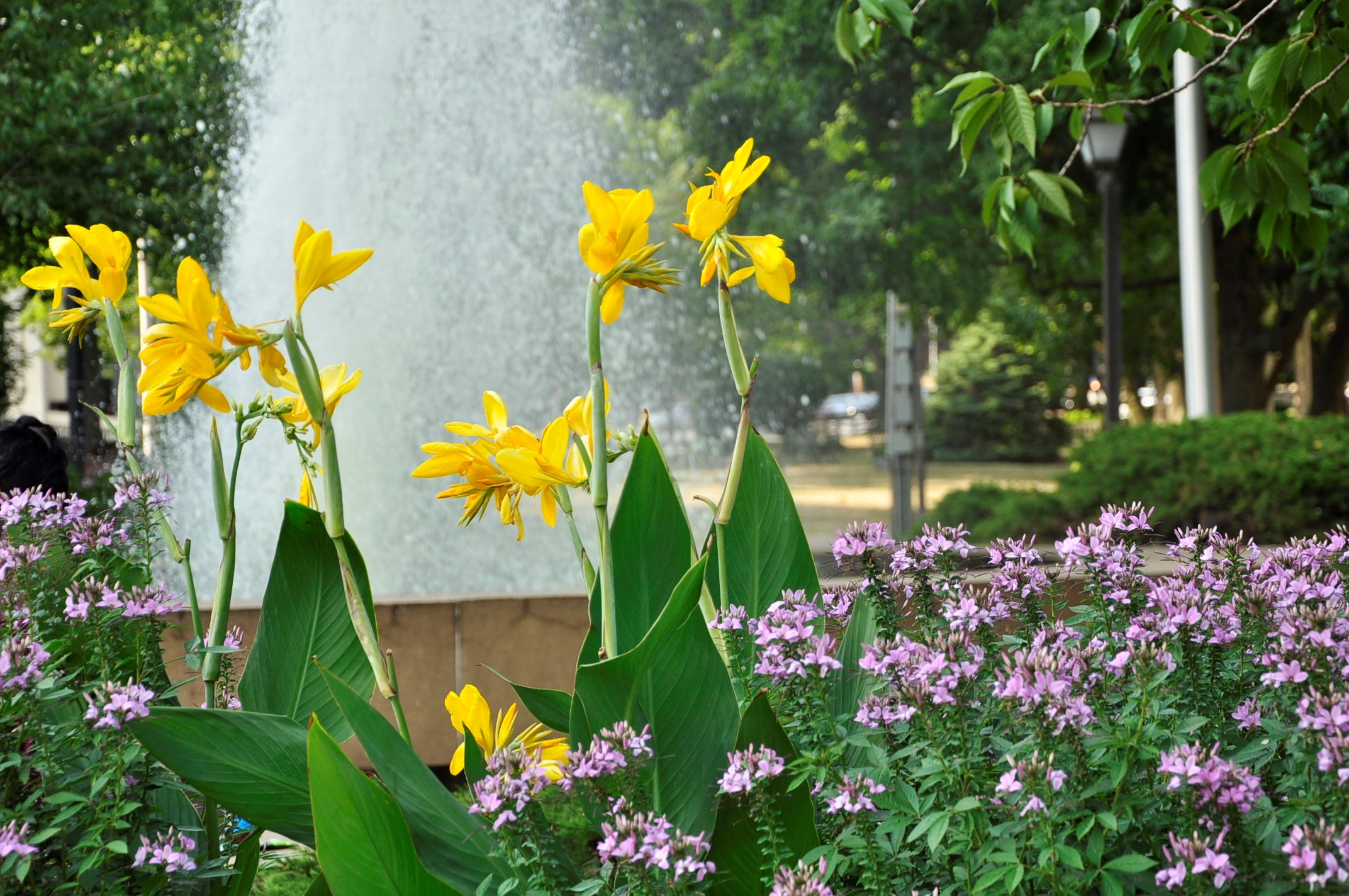 daffodills at tibbits